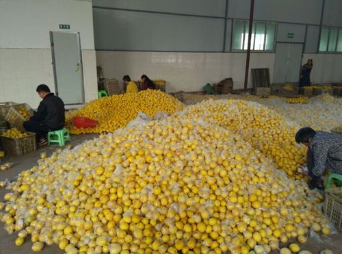 柠檬干片 2015统货 新鲜安岳黄柠檬现做 工厂批发 诚招代理