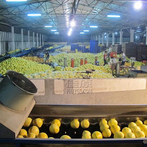 2017年福建柚子出口代加工平和琯溪蜜柚沙田柚出口欧盟 新鲜水果