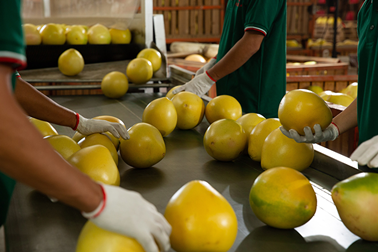 京东生鲜买手在工厂抽检柚子并监督产品加工包装